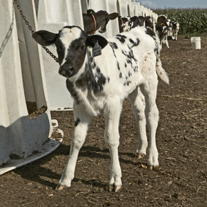 Dairy calf