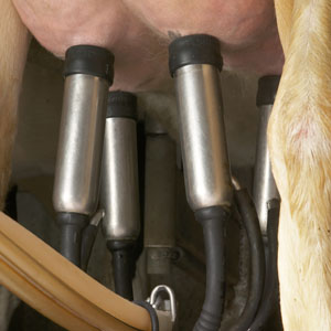 Dairy Milking