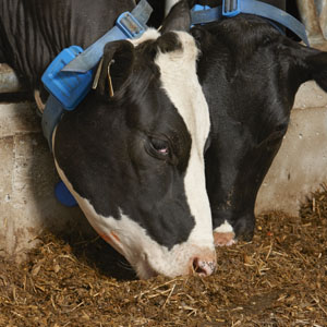 Dairy feeding